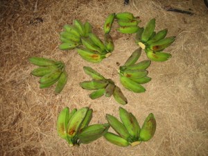 07/05/2014 - Saturday work party at Violet