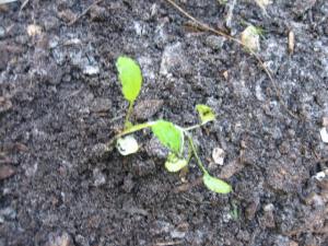 New broccoli seedling