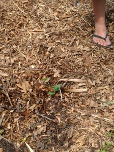 07/05/2014 - Saturday work party at Highland