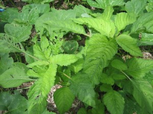 07/05/2014 - Saturday work party at Violet