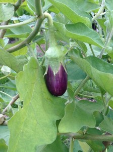 Little Eggplant