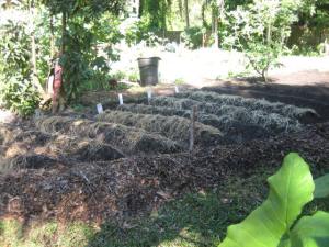 Straw to protect our new seedlings.
