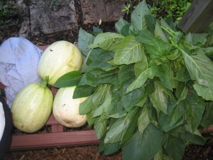 This weekend's harvest.