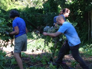 Turning the soil and mixing in manure.
